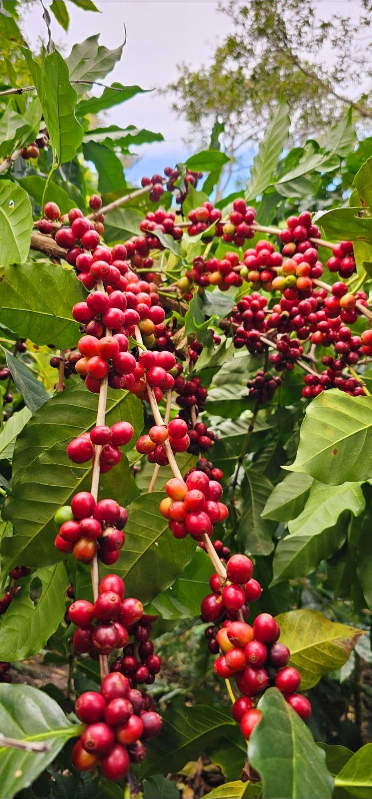 Red ripe coffee cherries on a coffee tree branch in the highlands of Guatemala — Our Heritage